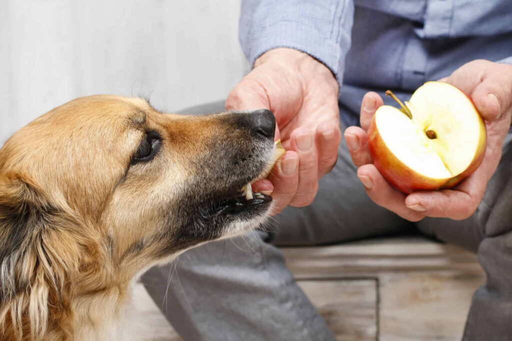 Human Foods That Can Be Fatal to Dogs